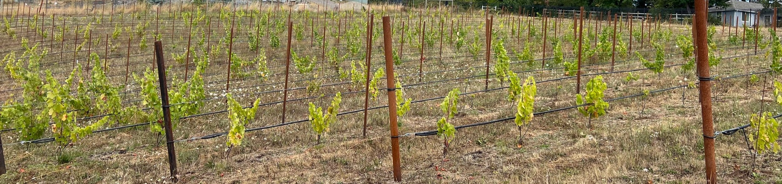 Rows of mencia vines at Chaos Vineyard