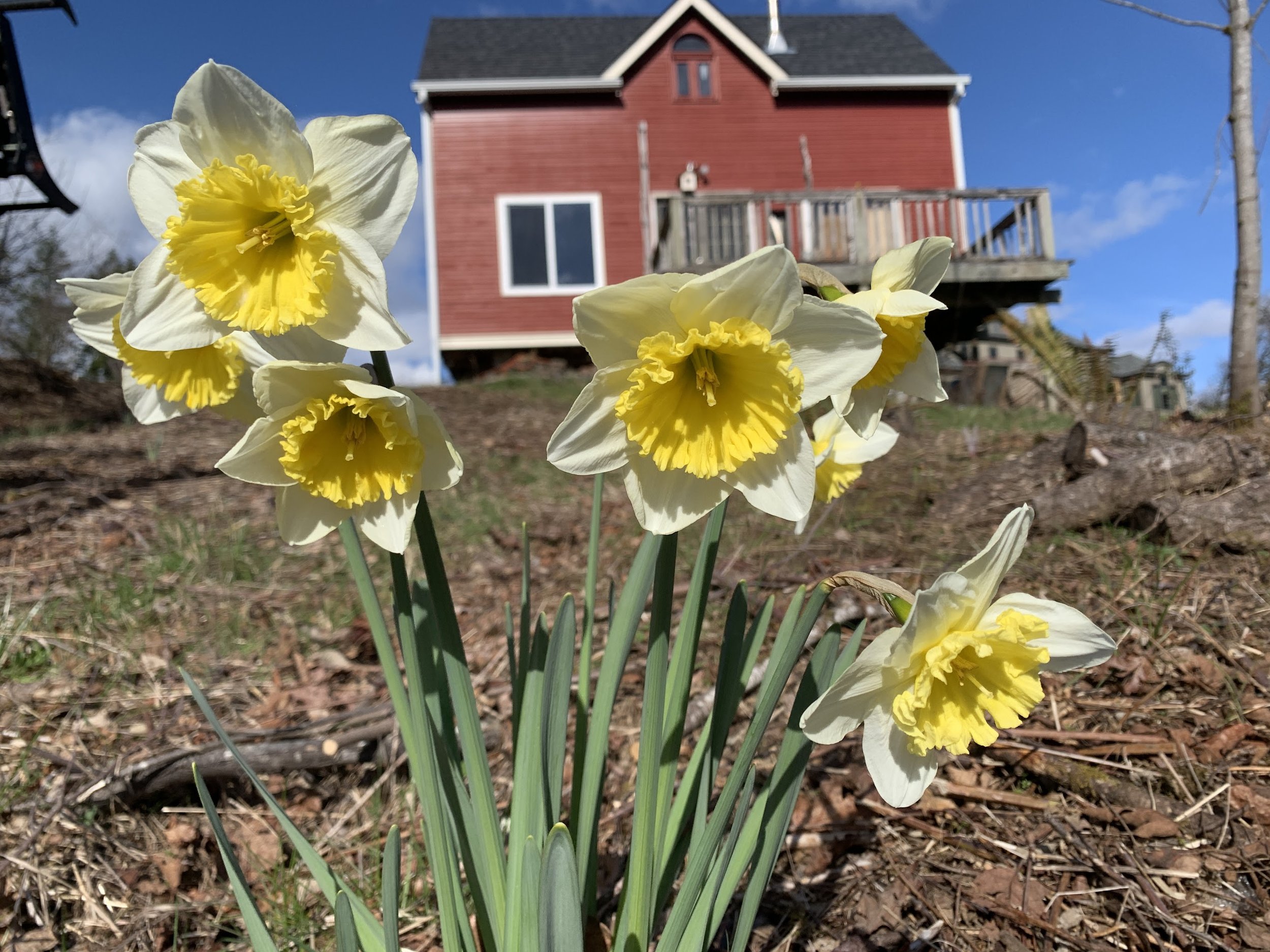 Wildflowers at Chaos Vineyard