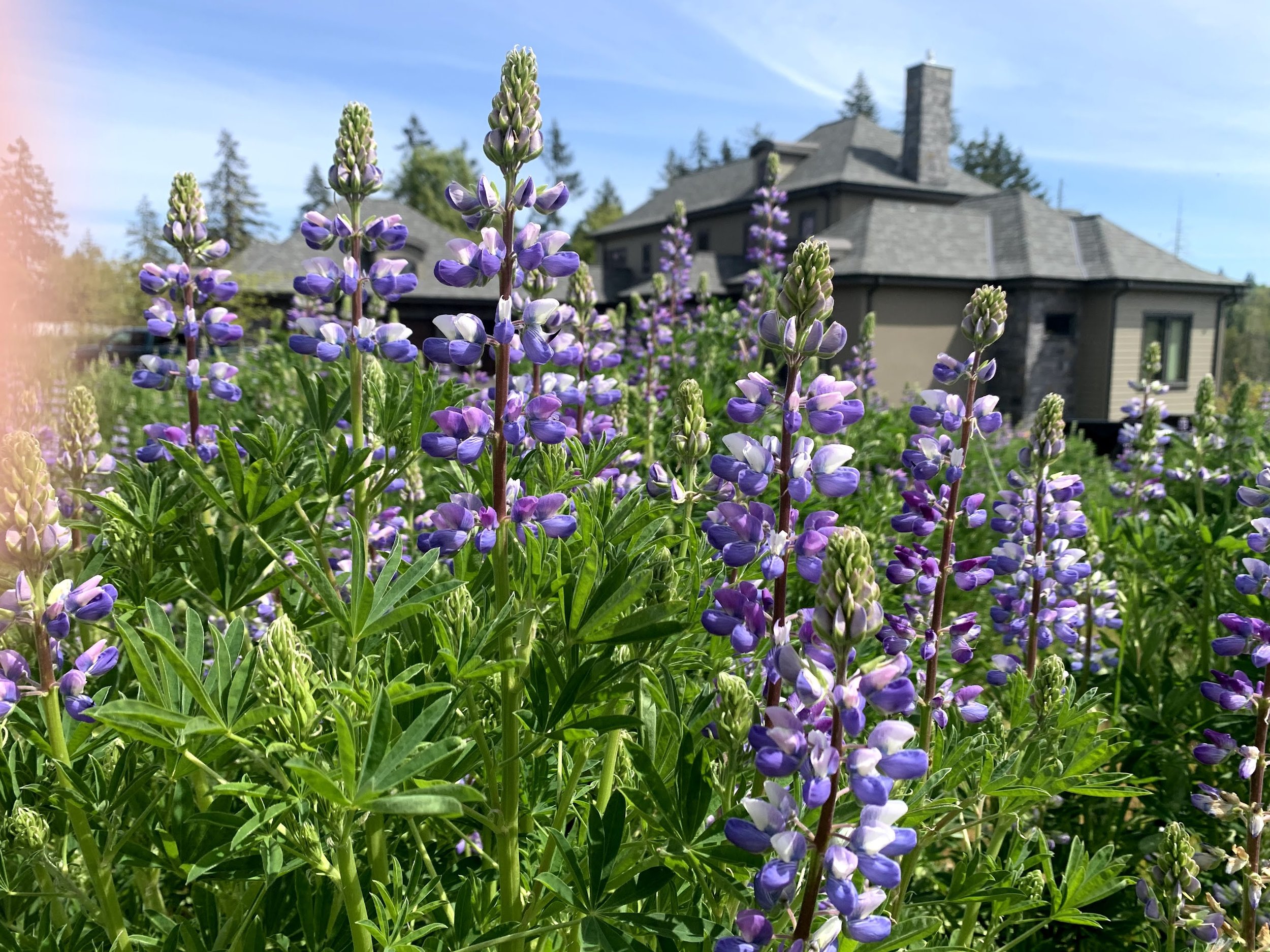 Wildflowers at Chaos Vineyard