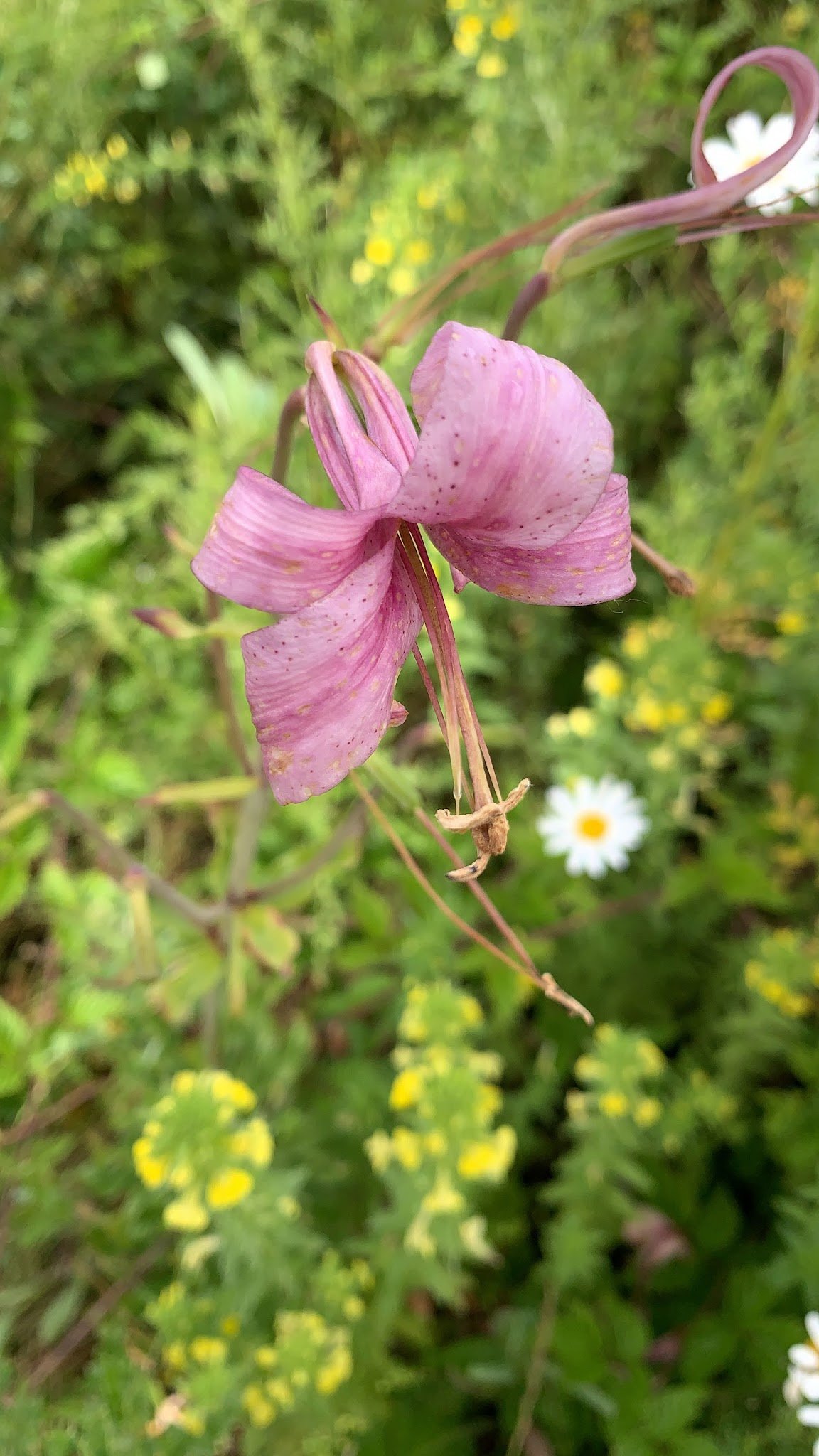 Wildflowers at Chaos Vineyard