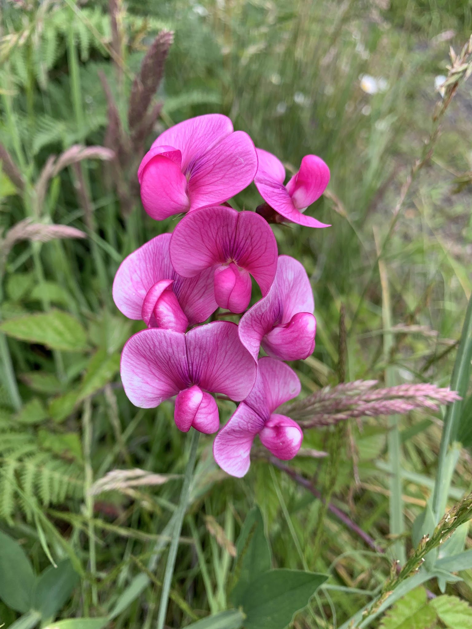 Wildflowers at Chaos Vineyard