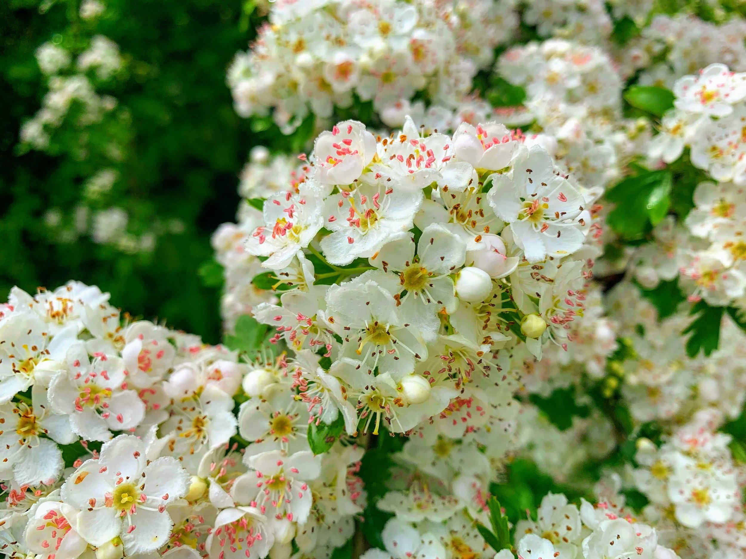 Wildflowers at Chaos Vineyard